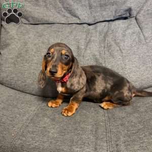 Nathan, Dachshund Puppy